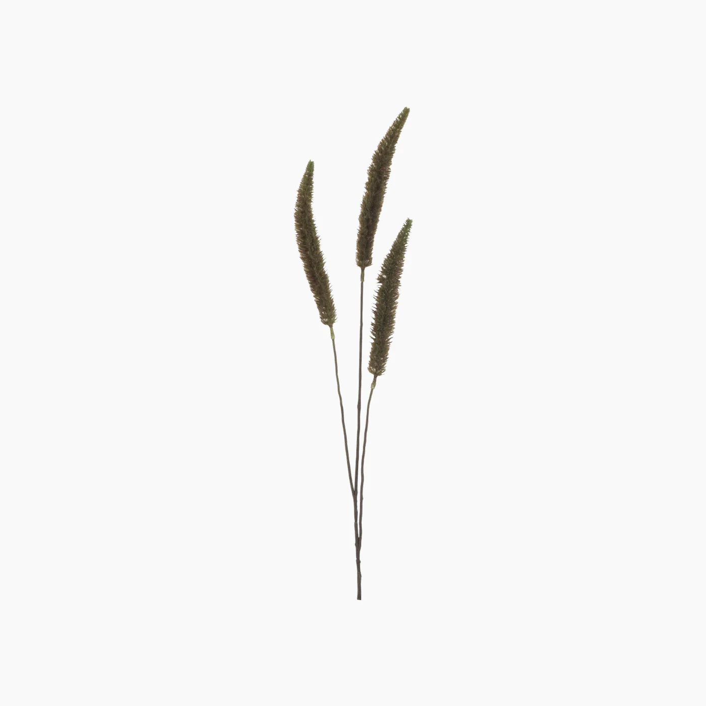 Banksia Branch