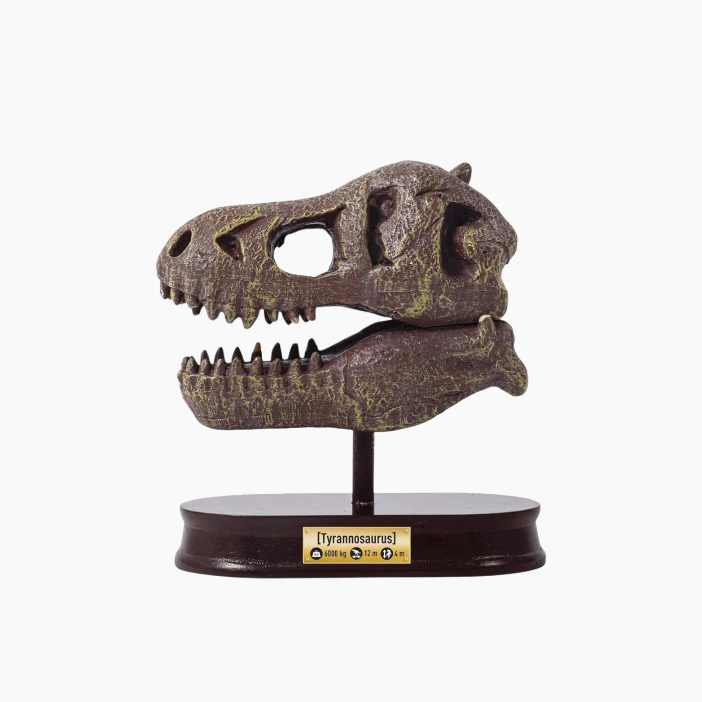 Buki Dinosaurskull Tyrannosaurus1X6 - Image 3