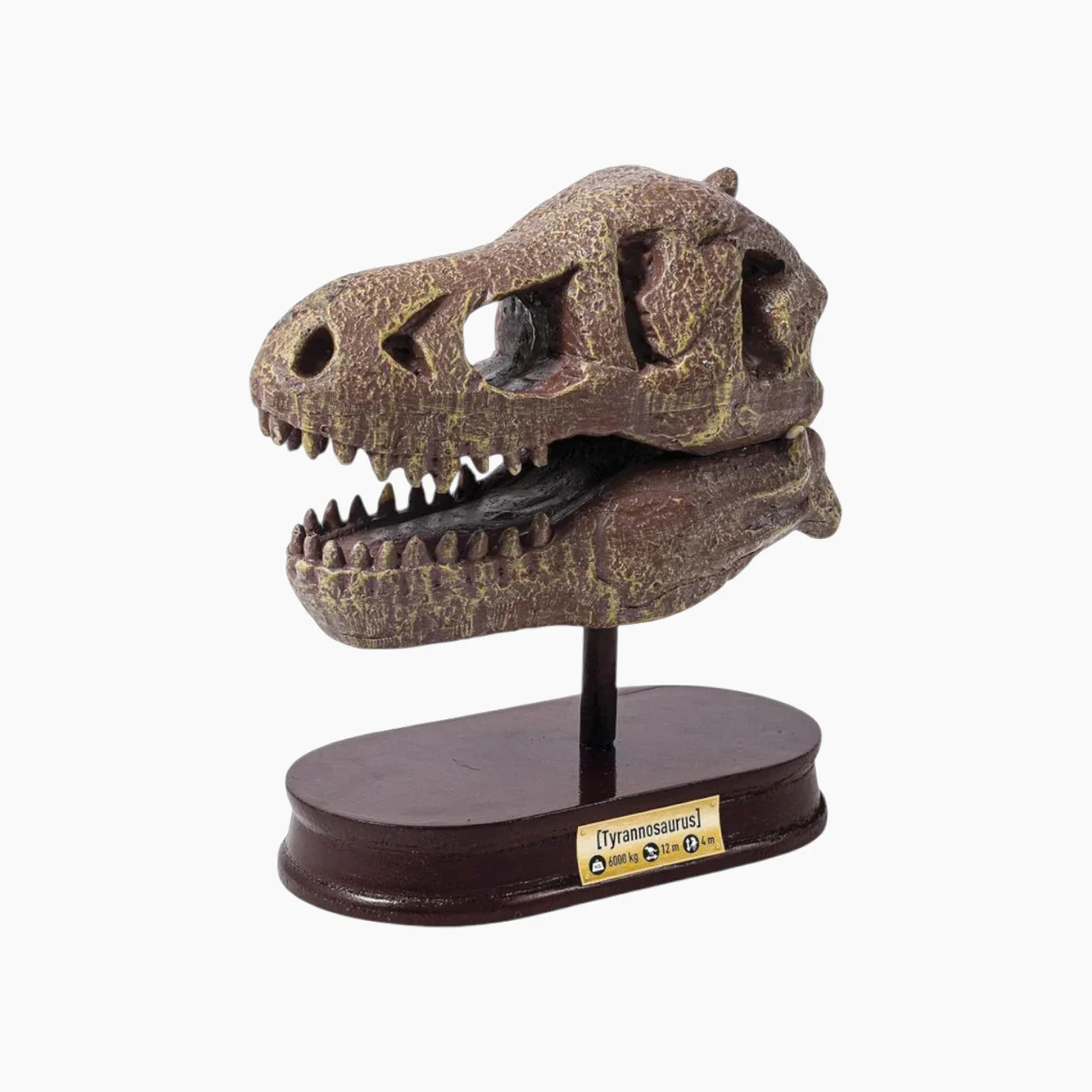 Buki Dinosaurskull Tyrannosaurus1X6 - Image 4