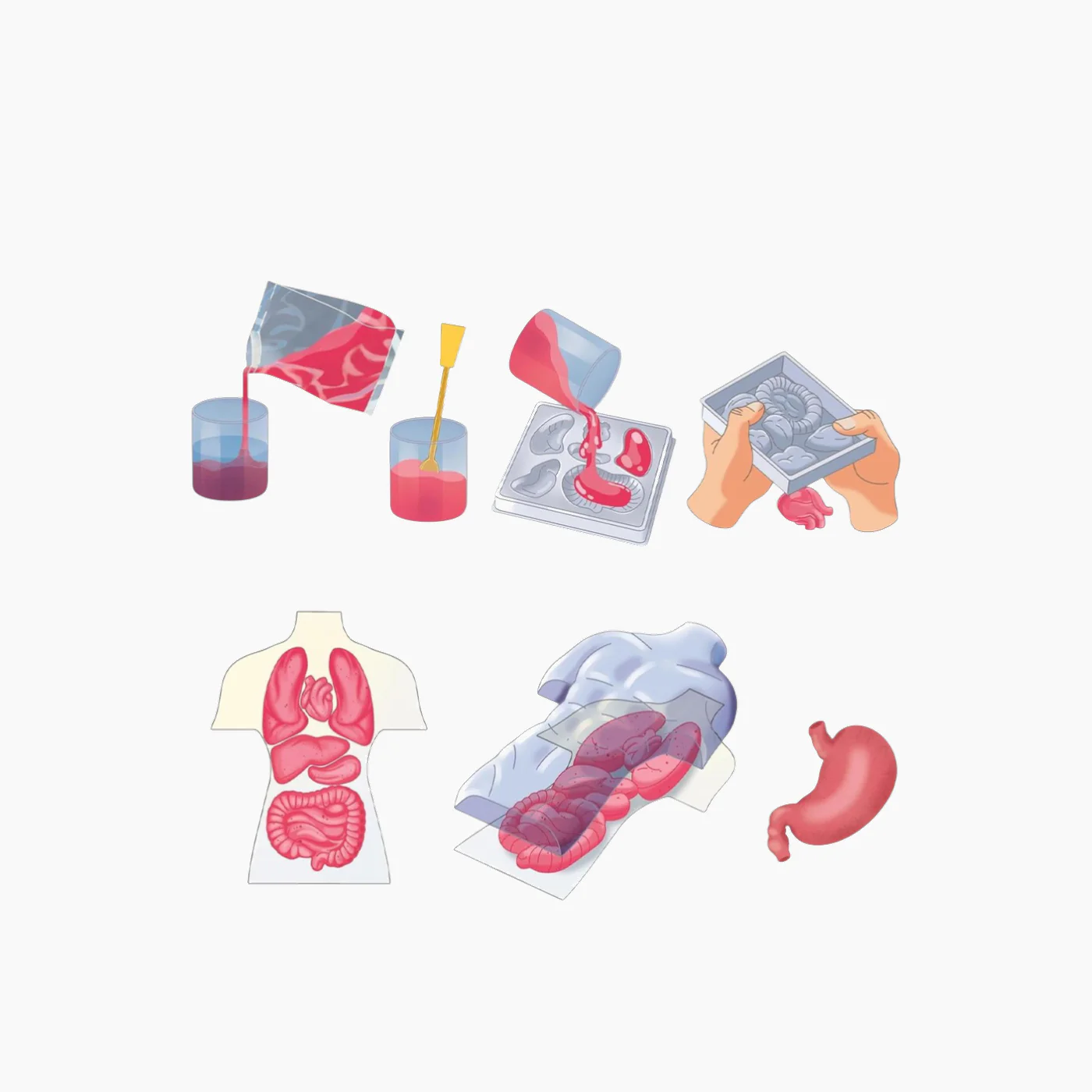 Clementoni Anatomy Squishy (USA) - Image 2