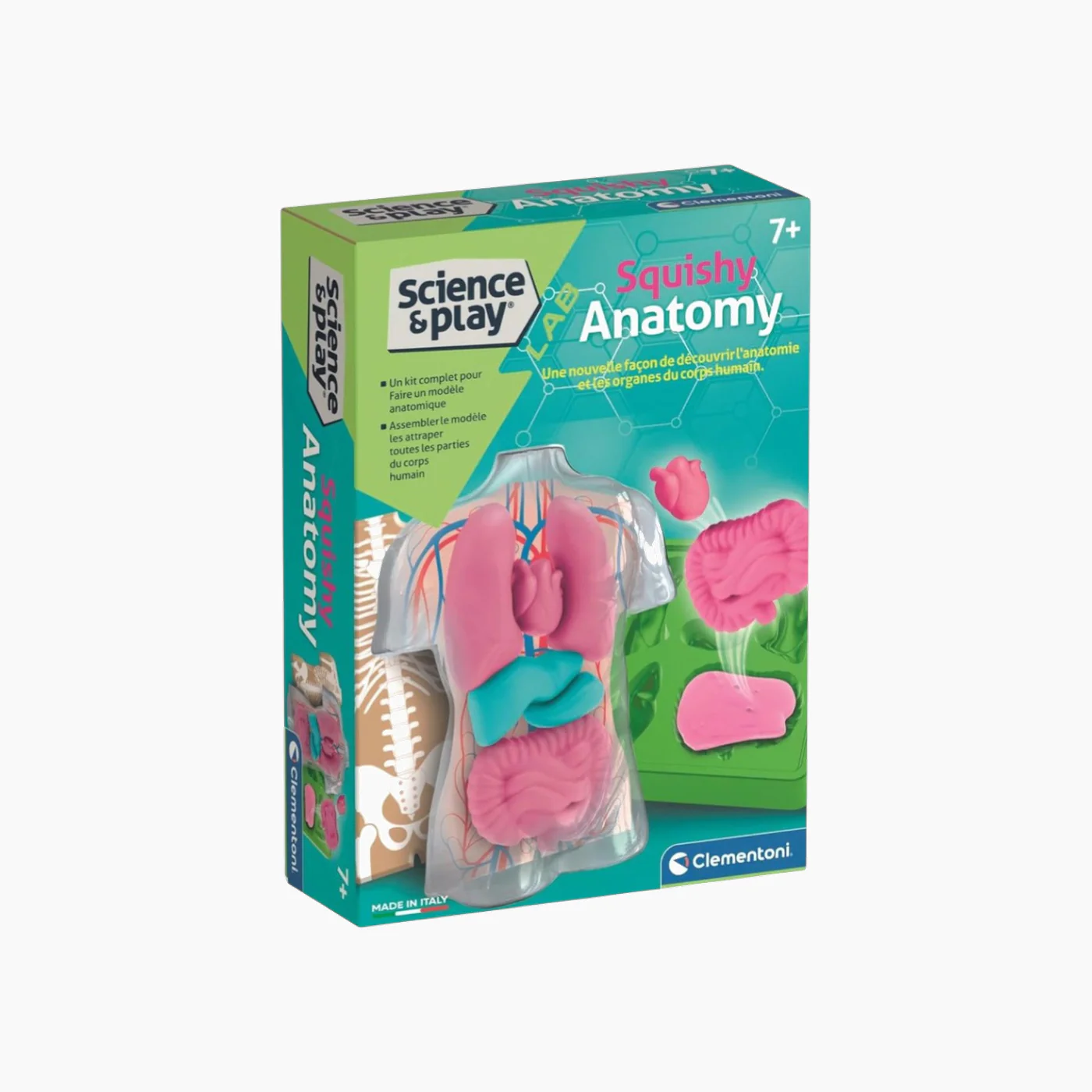 Clementoni Anatomy Squishy (USA) - Image 3