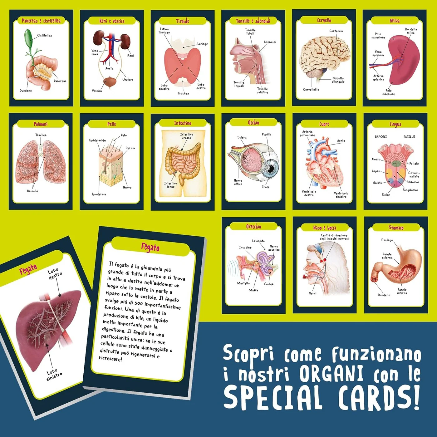 Lisciani I'm A Genius Human Body Science Set - Image 3
