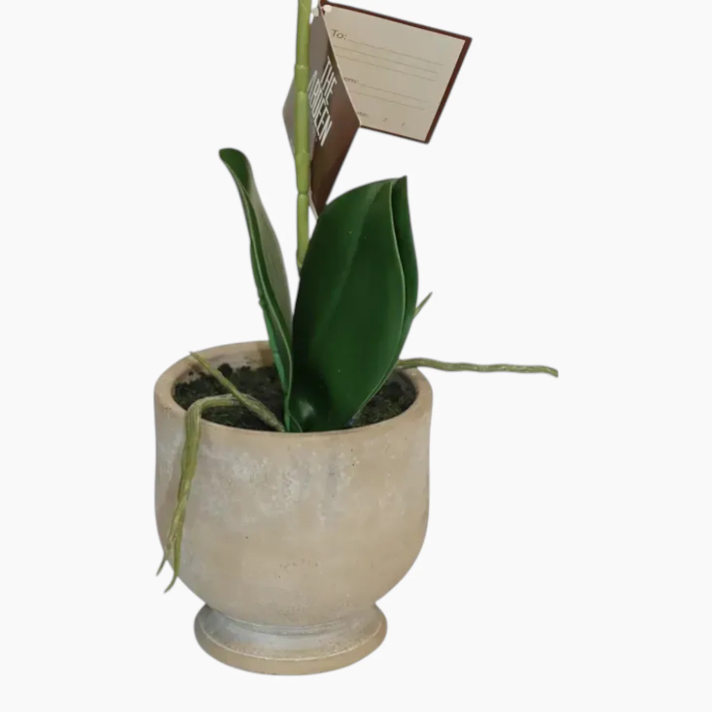 Nova Home Ivoria Phalaenopsis Arrangement - Image 2