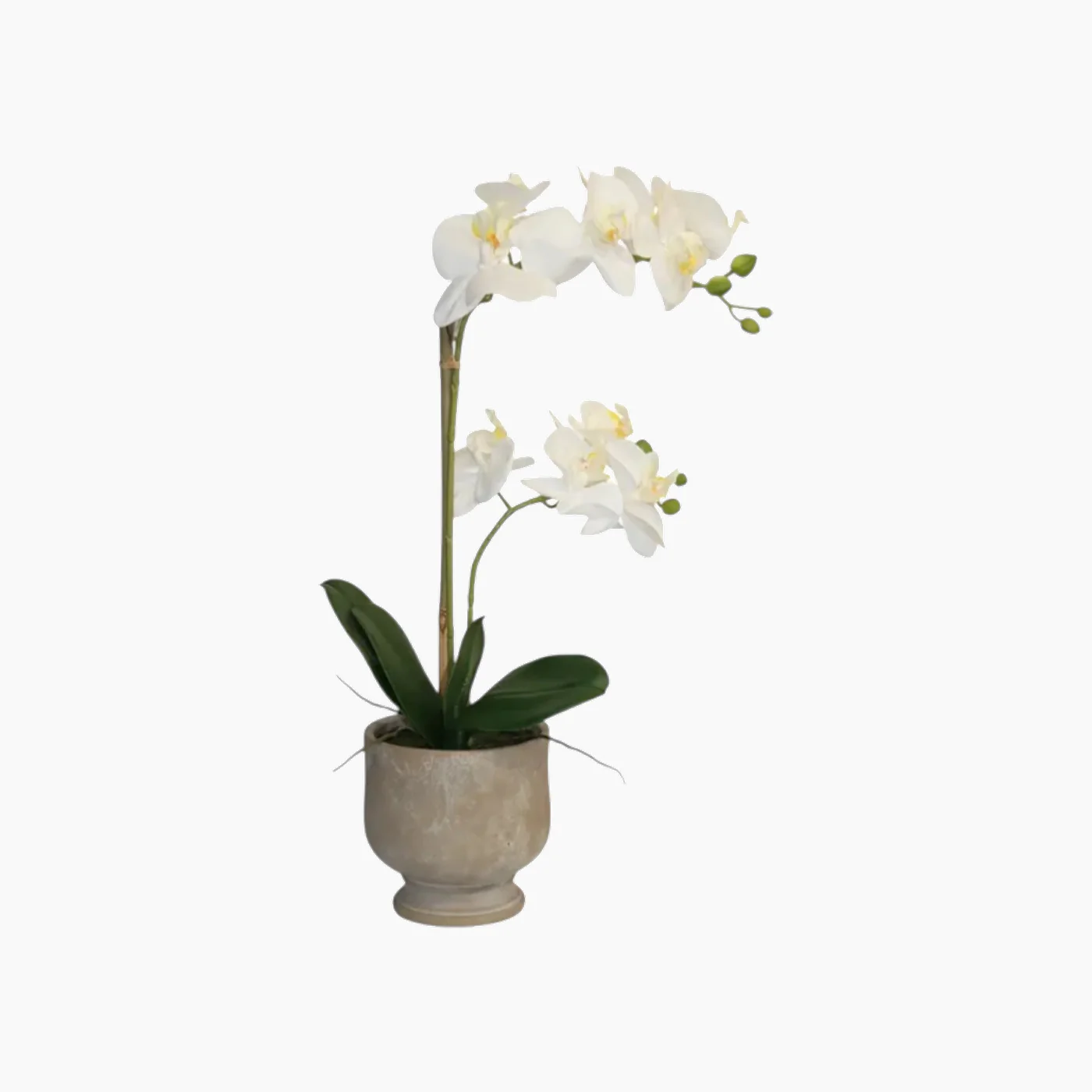Nova Home Ivoria Phalaenopsis Arrangement - Image 3