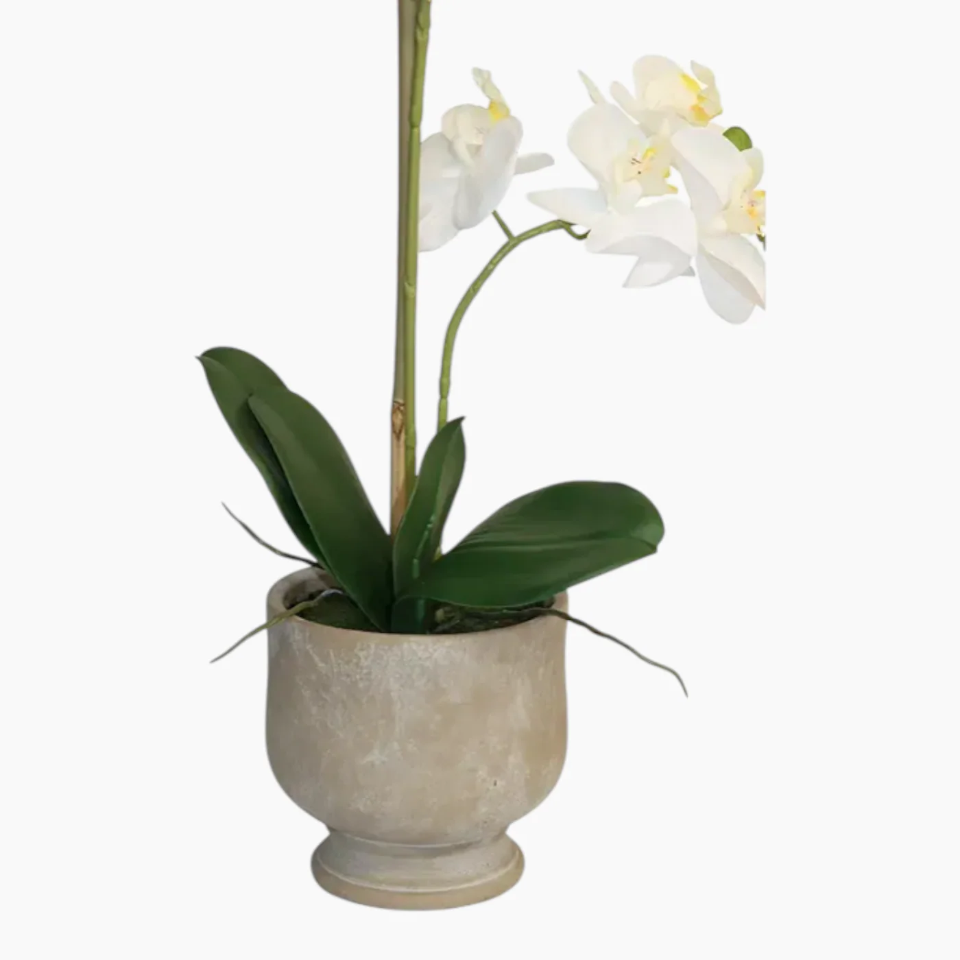 Nova Home Ivoria Phalaenopsis Arrangement - Image 4