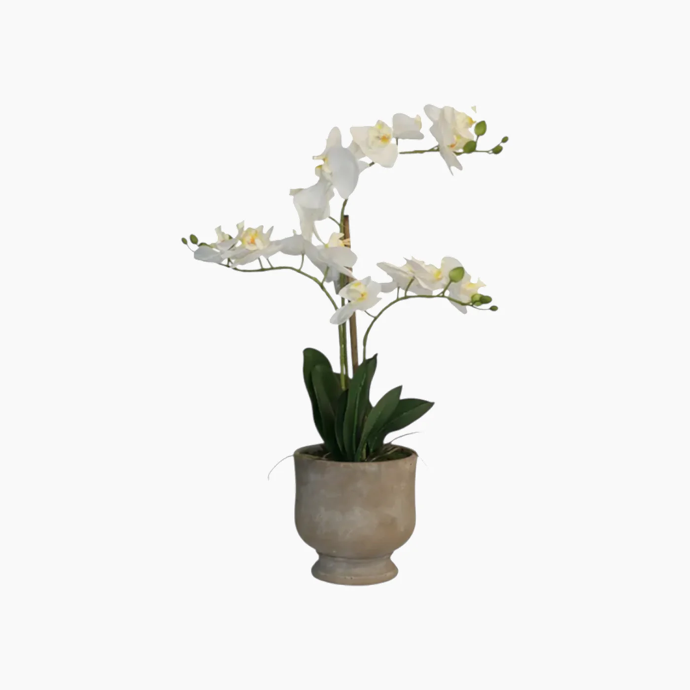 Nova Home Ivoria Phalaenopsis Arrangement - Image 5