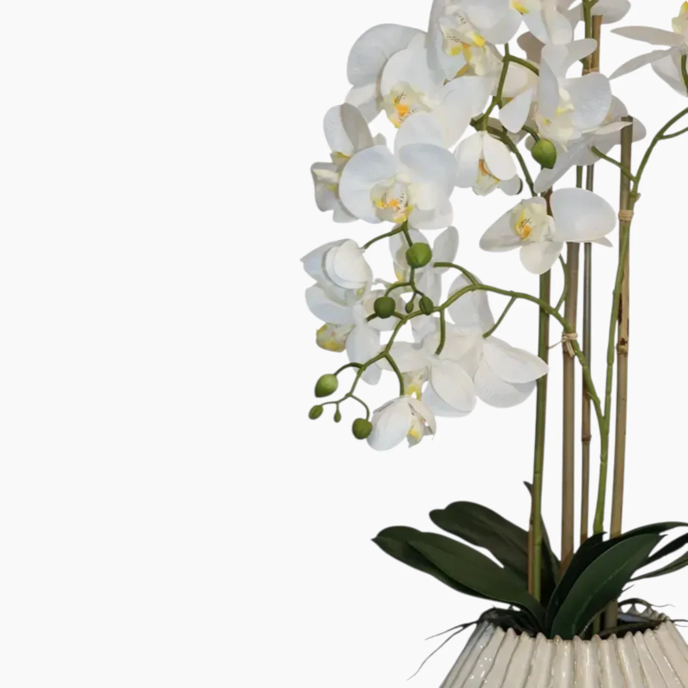 Nova Home Lunaria Phalaenopsis Arrangement - Image 4