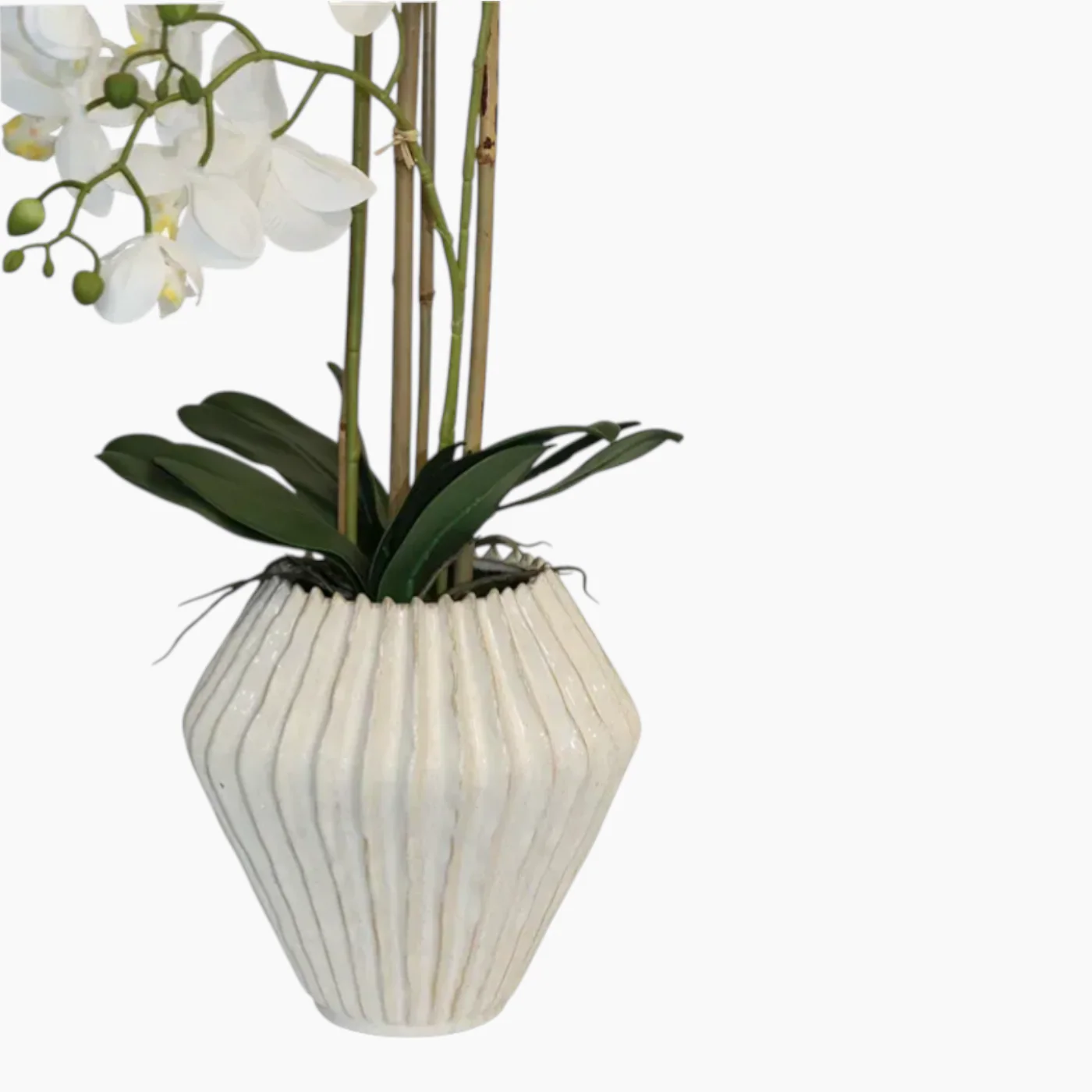 Nova Home Lunaria Phalaenopsis Arrangement - Image 5